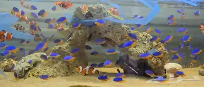 متوفر جميع انواع اسماك الزينة جملة و قطاعي index