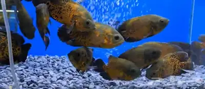 متوفر جميع انواع اسماك الزينة جملة و قطاعي index