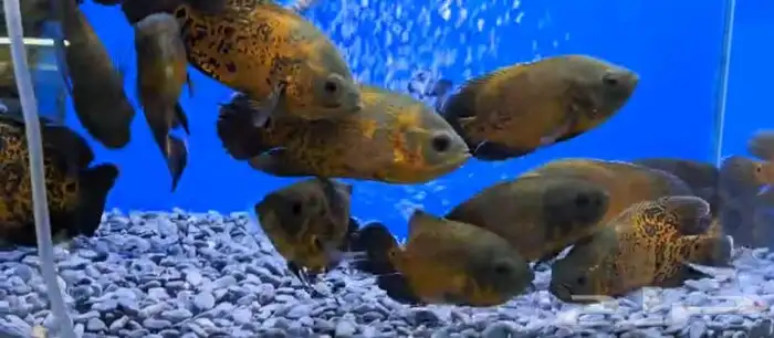 متوفر جميع انواع اسماك الزينة جملة و قطاعي 5