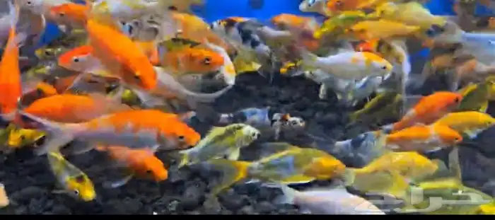 متوفر جميع انواع اسماك الزينة جملة و قطاعي 6