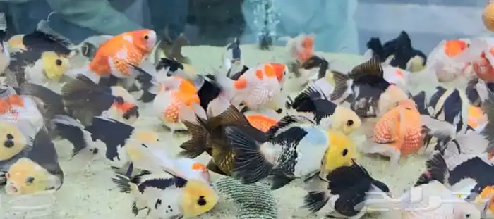 متوفر جميع انواع اسماك الزينة جملة و قطاعي 19