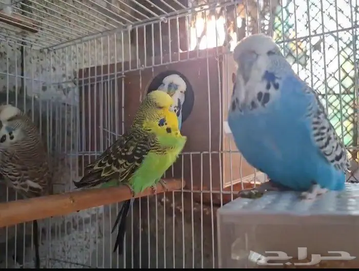 زوجين البادجي 1