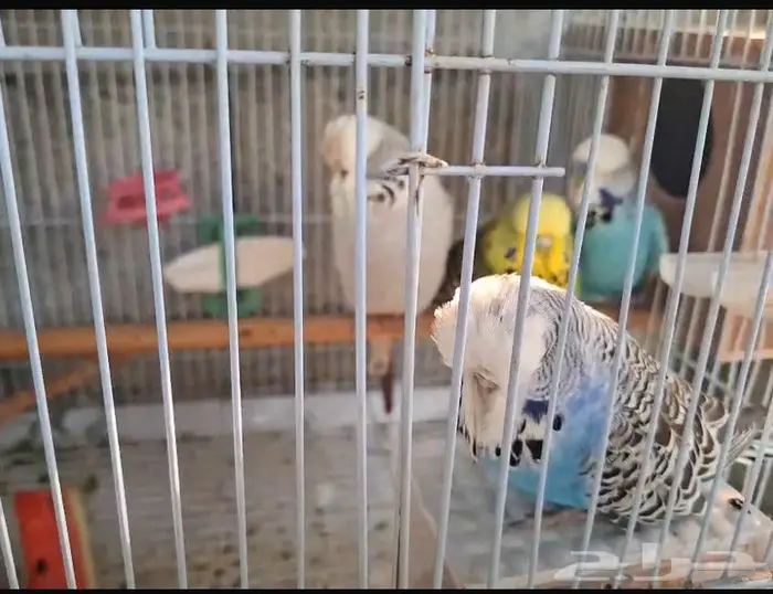 زوجين البادجي 0