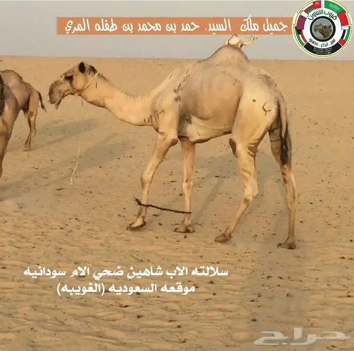 للبيع بكره ثنية الاب جميل بن طفلة شكل وسلاله فل ومنتج سبق 1