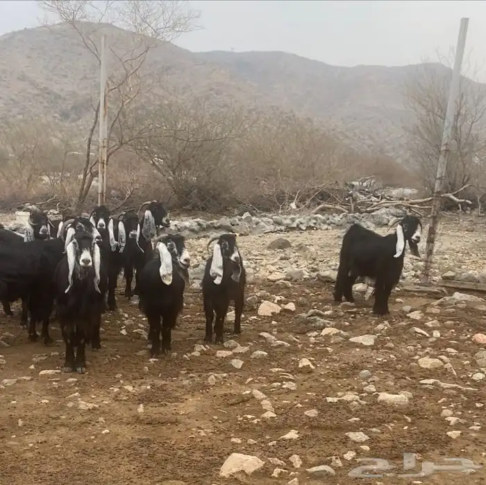 معزا عوارض خلفات 0