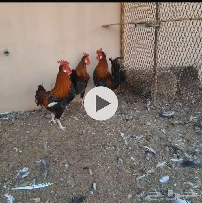 ديوك أفرق ترثه قديمه 0