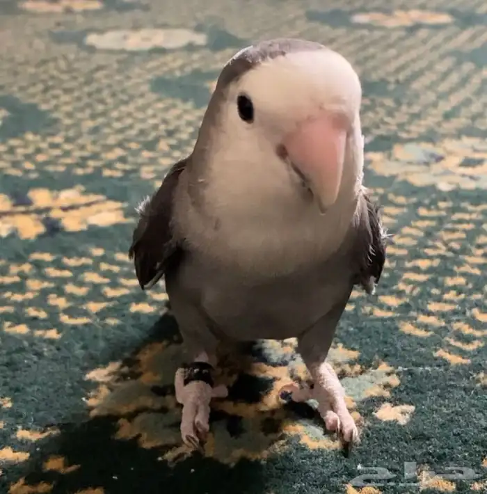 عصفور اليف نوعه روز 1