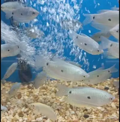 متوفر جميع انواع اسماك الزينة جملة و قطاعي index