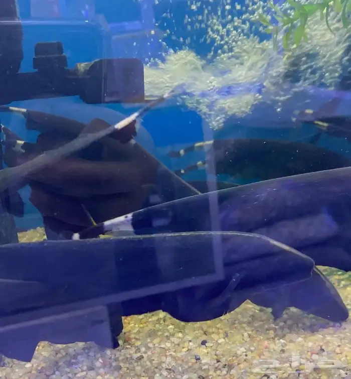 متوفر جميع انواع اسماك الزينة جملة و قطاعي 13