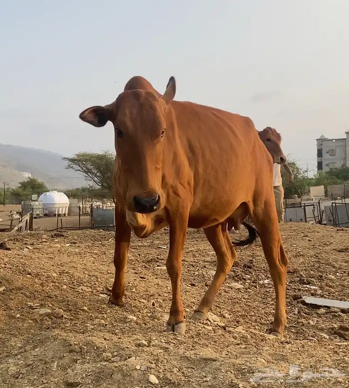 بقر دفع 6ورعويات 0