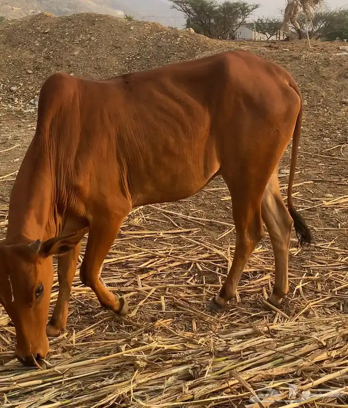 بقر دفع 6ورعويات 2