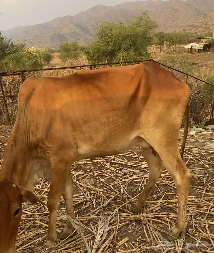 بقر دفع 6ورعويات 5