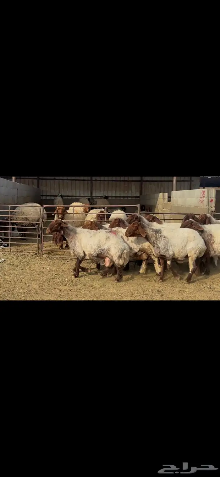 غنم نعيم خصم الخصم . 15