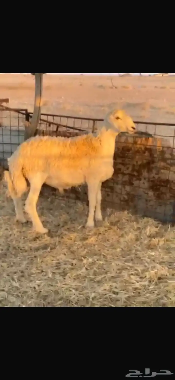 خروف جذع مشروط 2
