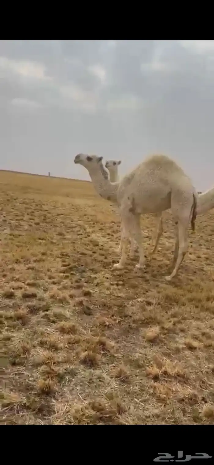 حاشي حوار عمره 7 شهور سمين ويرضع تحت امه 1