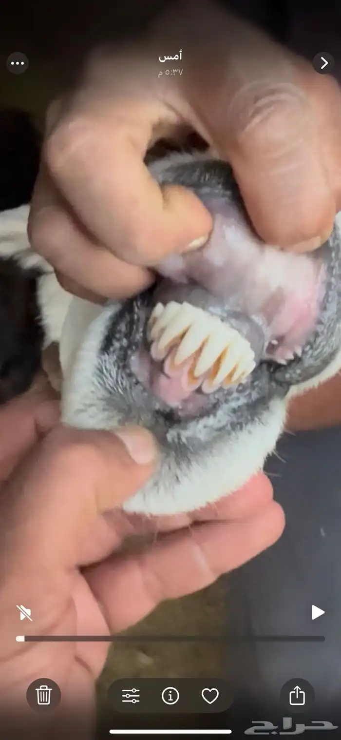 شاه صنف للبيع 2