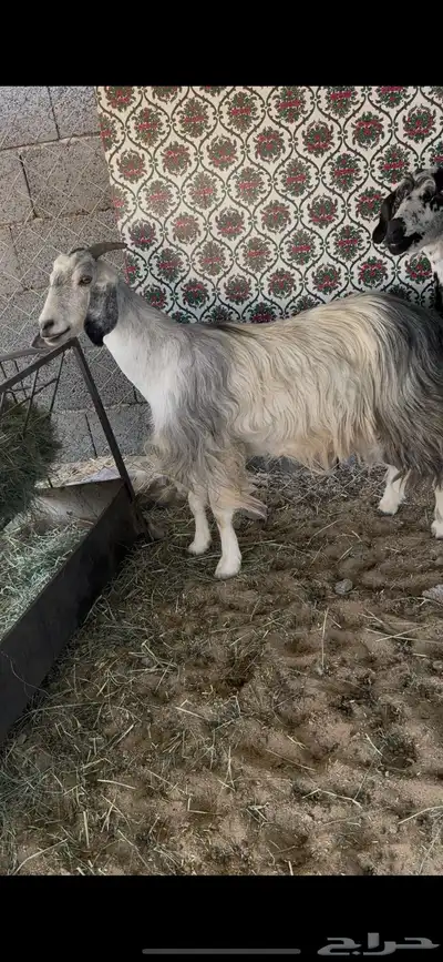 للبيع عنزين فل صبه index