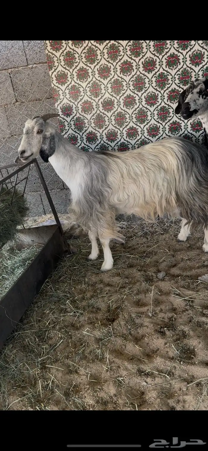 للبيع عنزين فل صبه 2