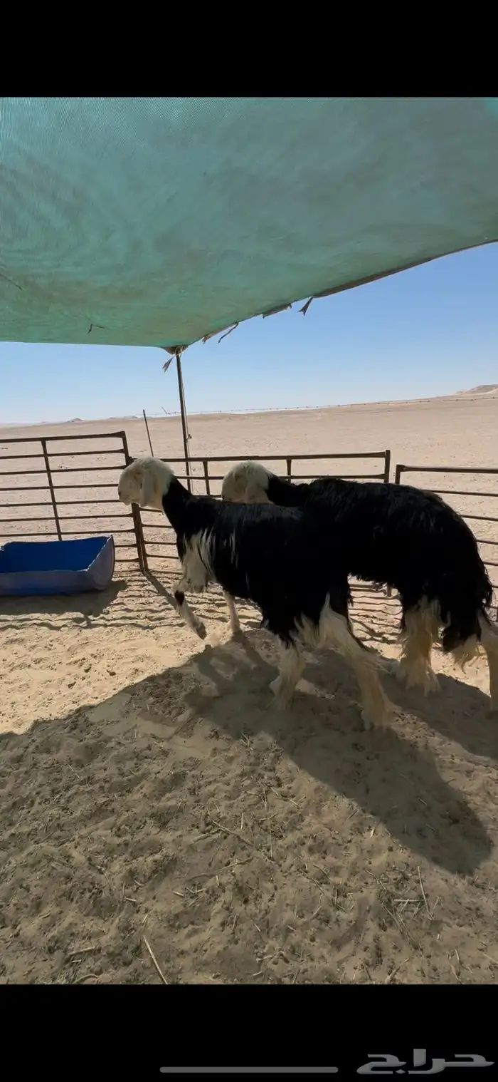 للبيع غنم نجد 0