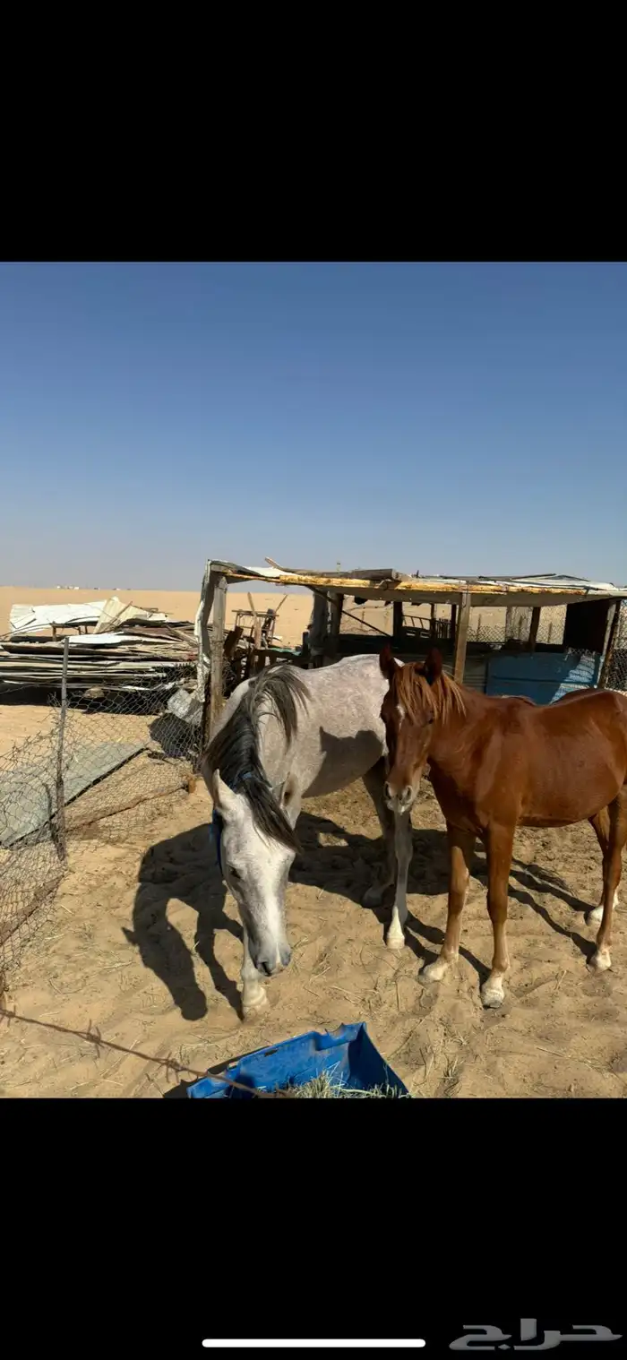 خيل عربي واهو 2