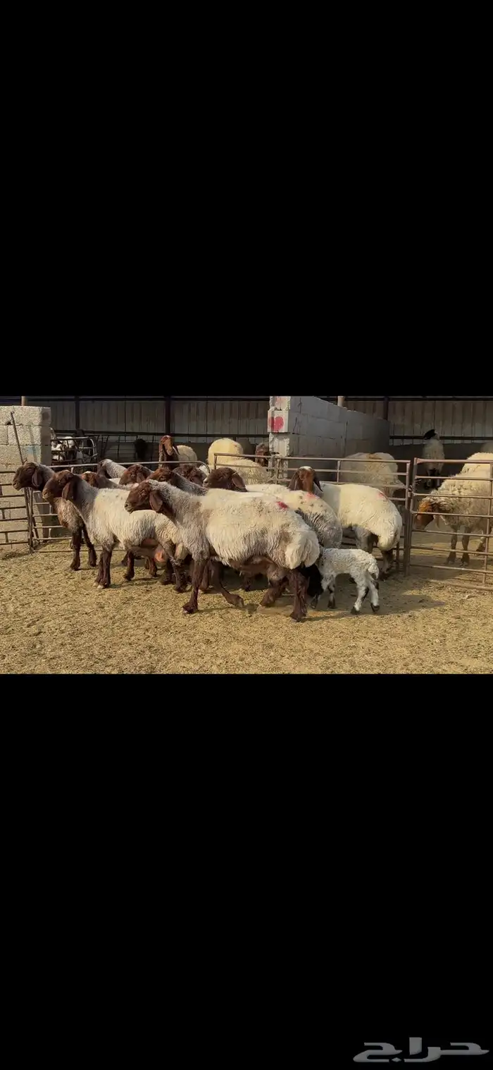 غنم نعيم خصم الخصم . 17