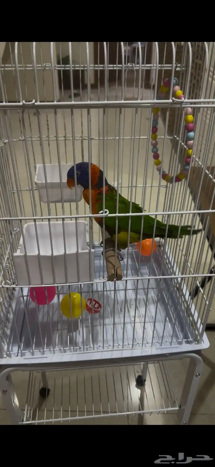 ببغاء لوري مصفوط 1