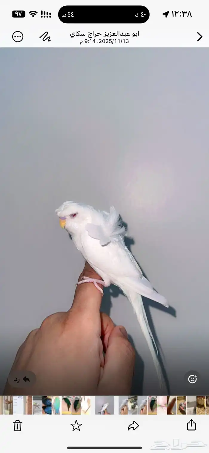 فرخ كرست هوقو اليف 0