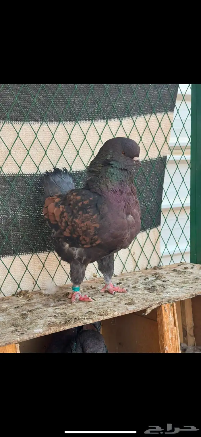 حمام كنق عدد 10 اجواز 4