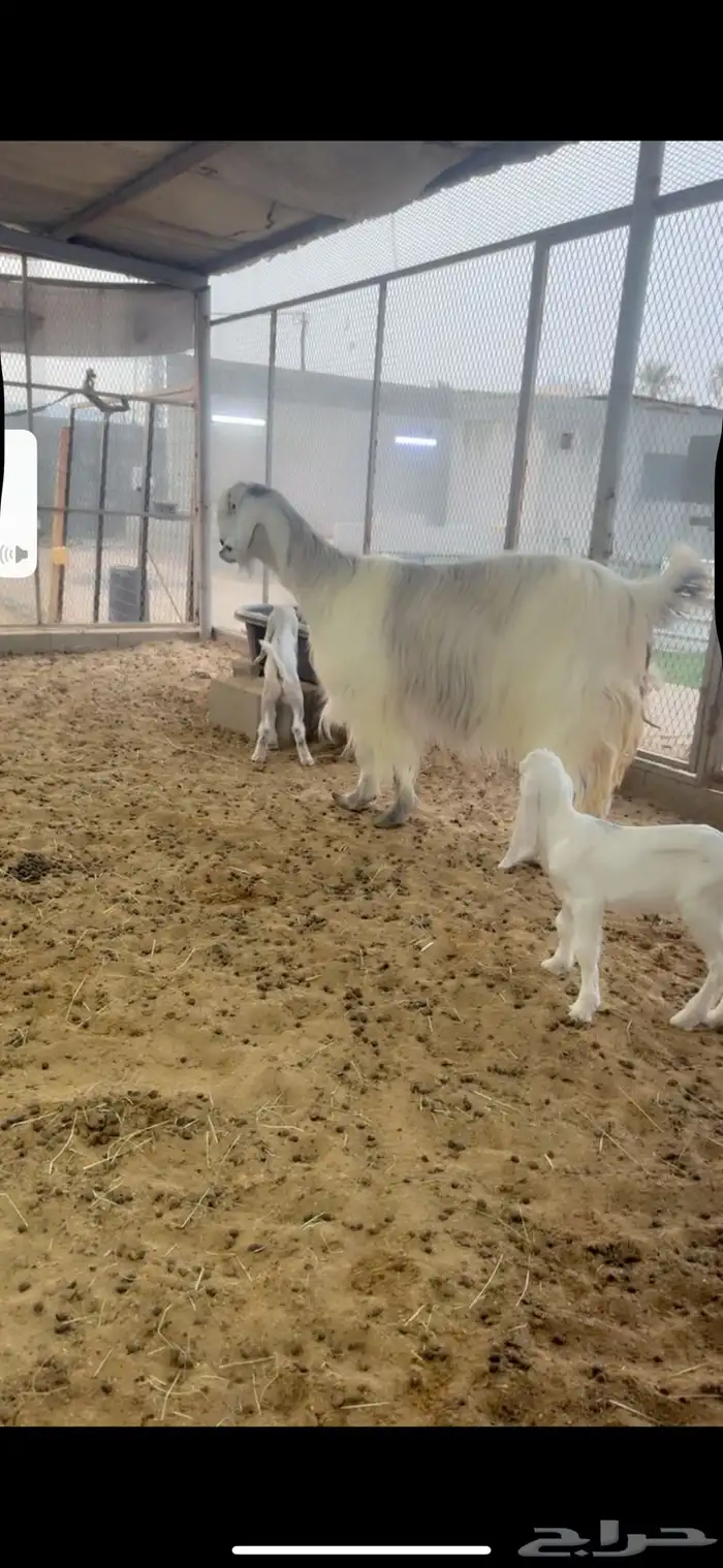 عرض طيب وخصمم لأهل النظر وعشاق النوادر 12