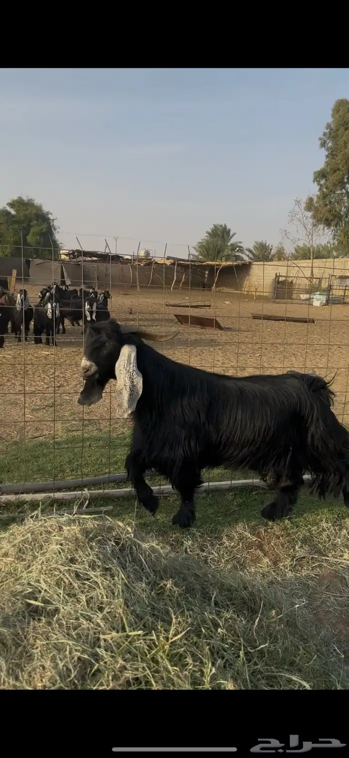 تيس عارضي وتيس حبشي صنف الصنف 1