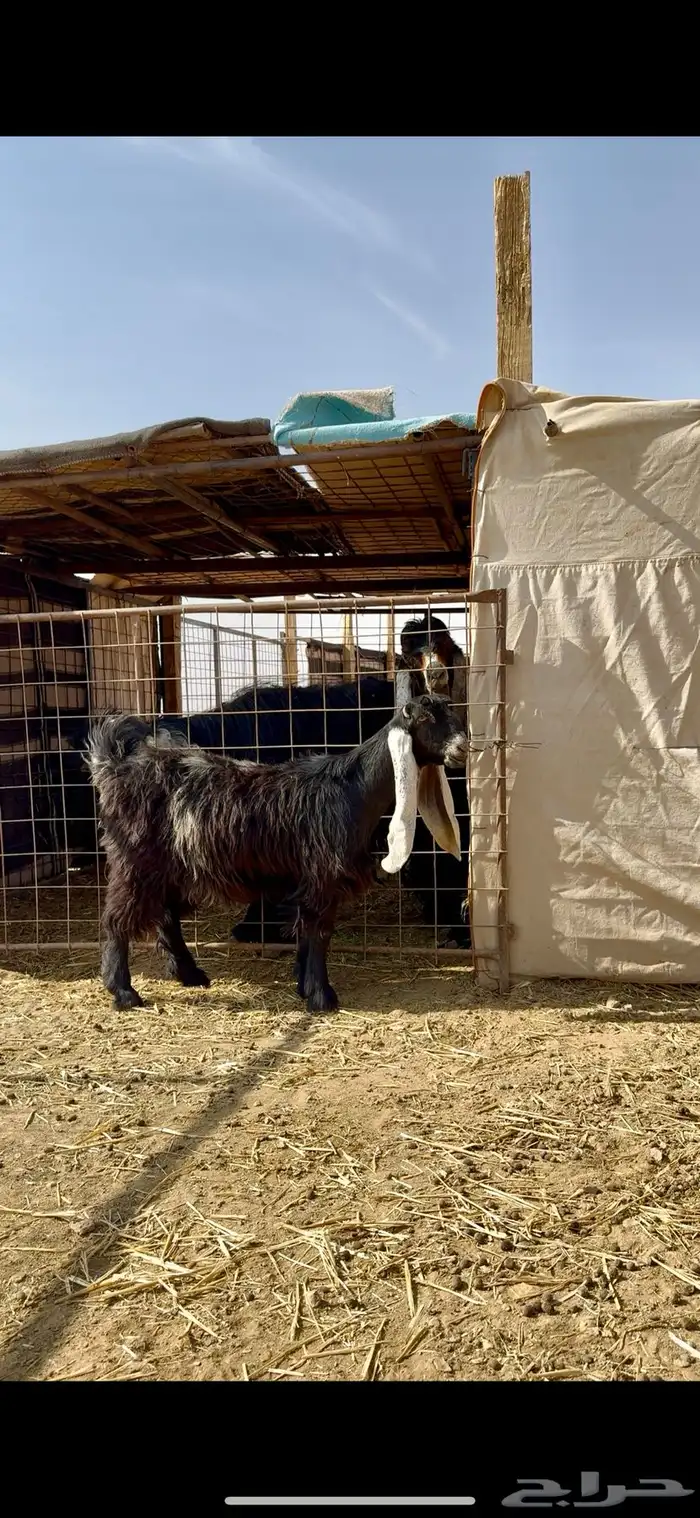 جفره عارضيه خصم لاهل العوارض ومدوره الزين 2