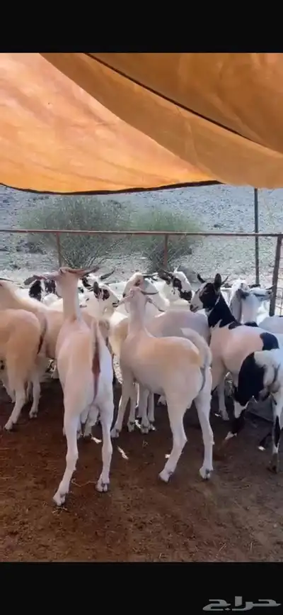 تيوس بلدي index