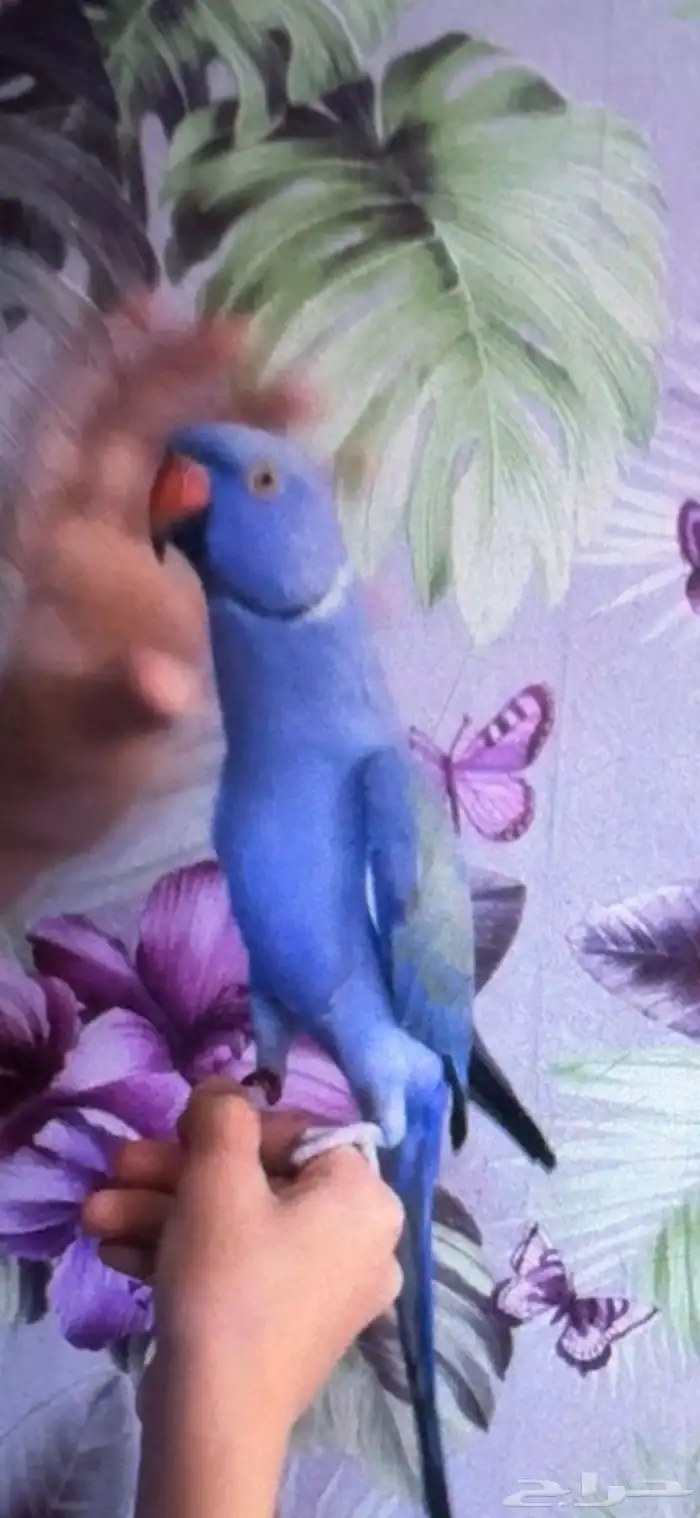 دره هولندي 0