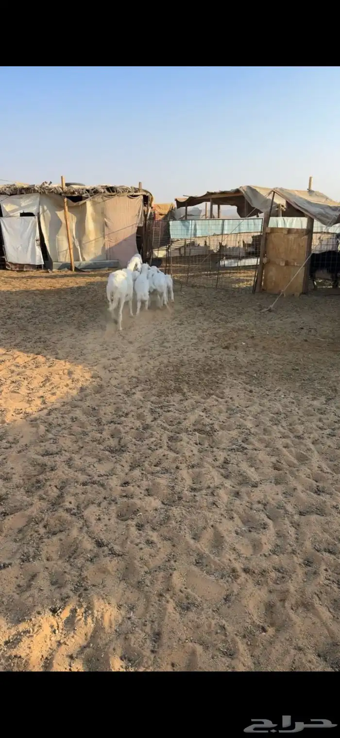 للبيع شاتين تحتها 4 2