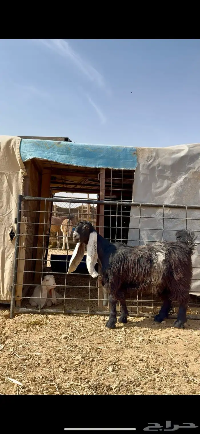 جفره عارضيه خصم لاهل العوارض ومدوره الزين 0