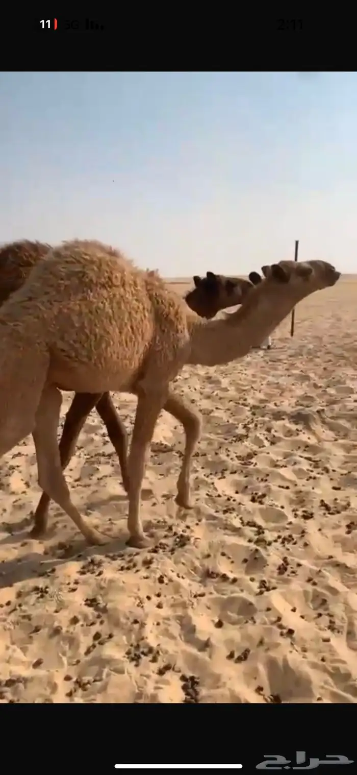 حاشي اشعل للبيع 4