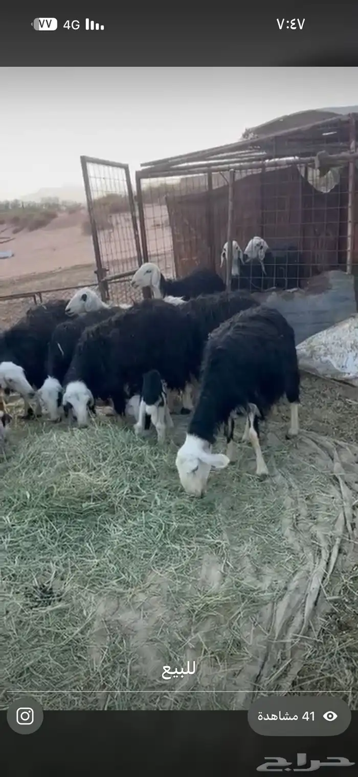 نعجاج اعشار للبيع اعمار متفارقه العدد حول 18 راس 0