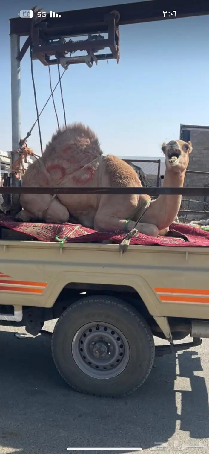 قعدان كفو للبيع 3