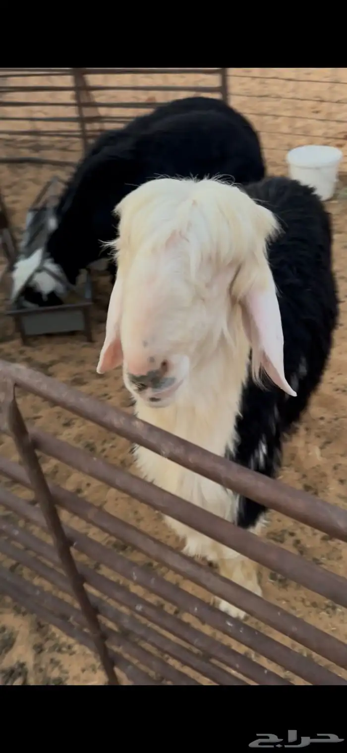 خروف نجدي مشروع فحل او ذبيحه فل الفل 4