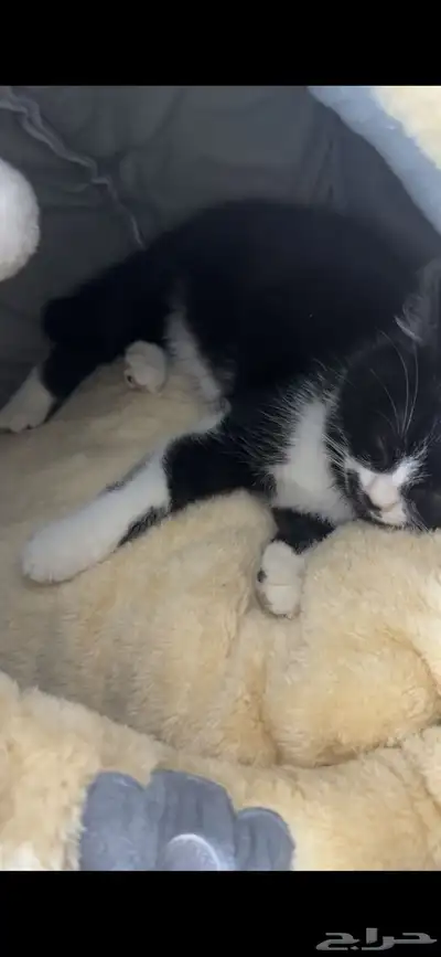 حيوانات قطط index