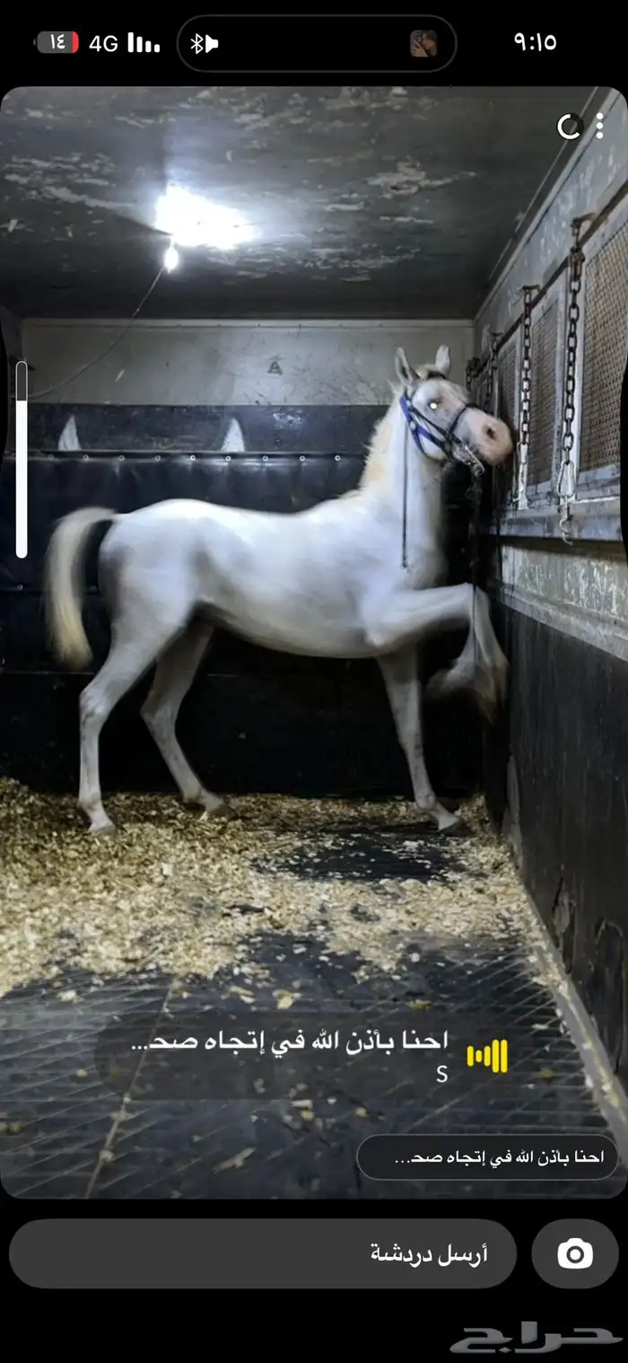 حصان شعبي ركوب طرب 1