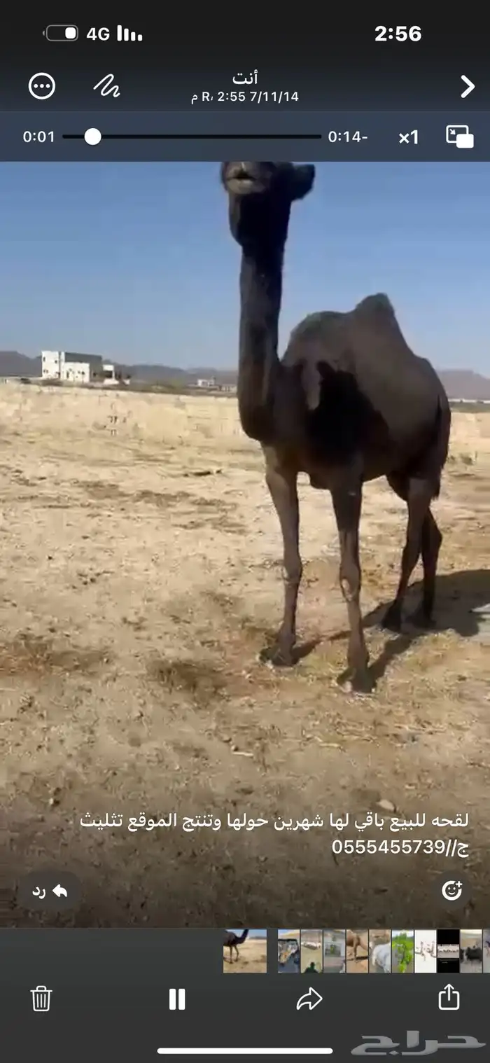 لقحه مجاهيم 3