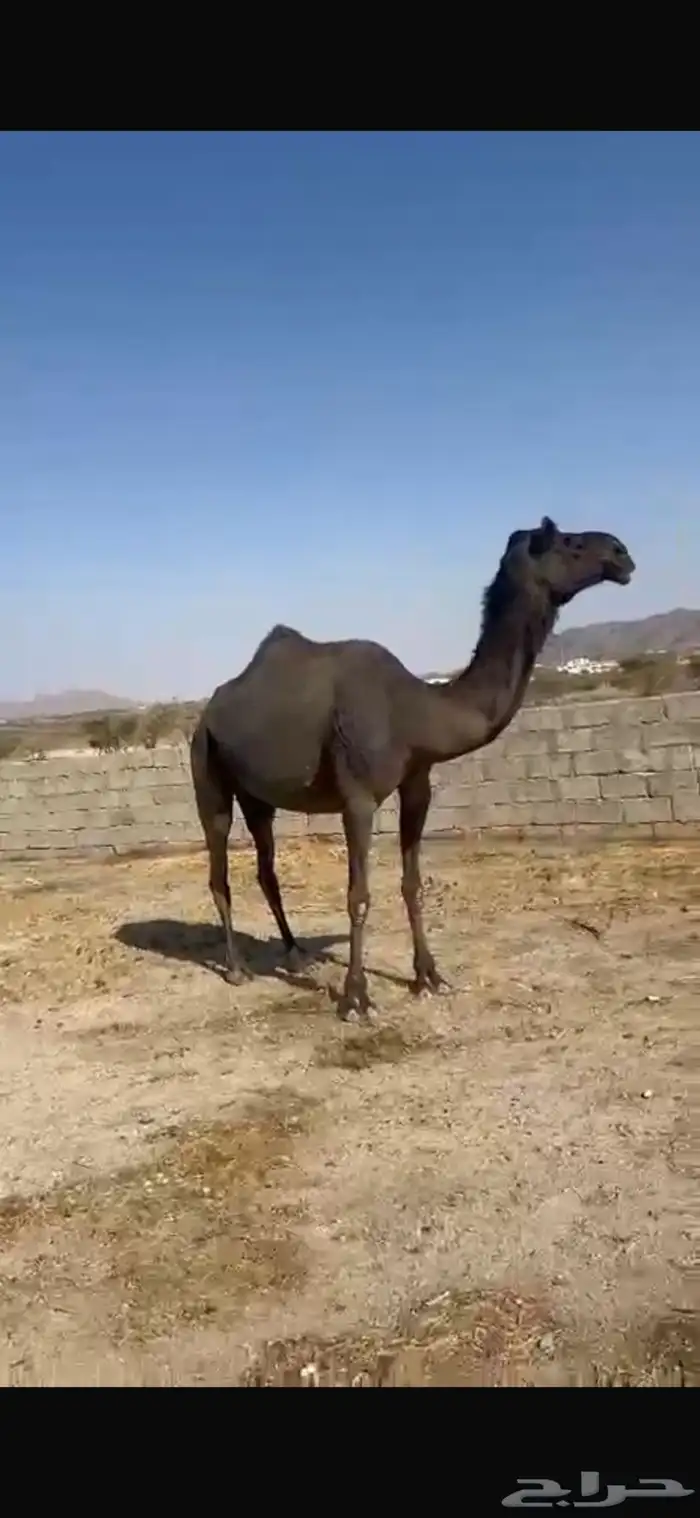 لقحه مجاهيم 1