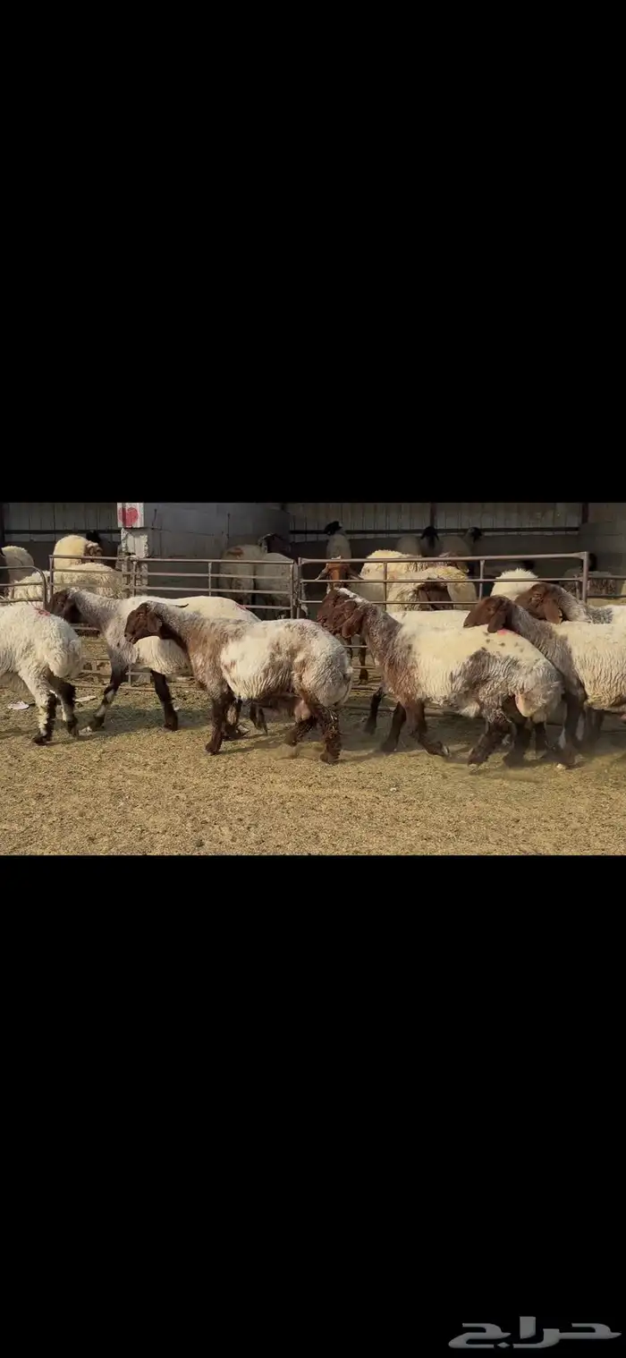 غنم نعيم خصم الخصم . 11