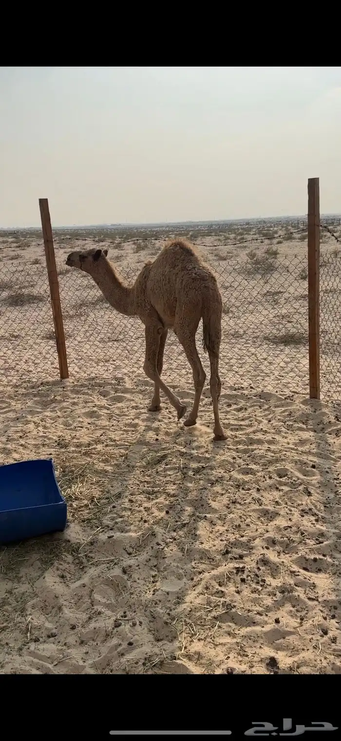 حاشي اشعل للبيع 2