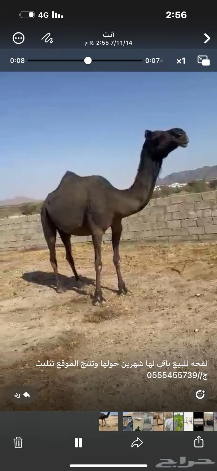 لقحه مجاهيم 2