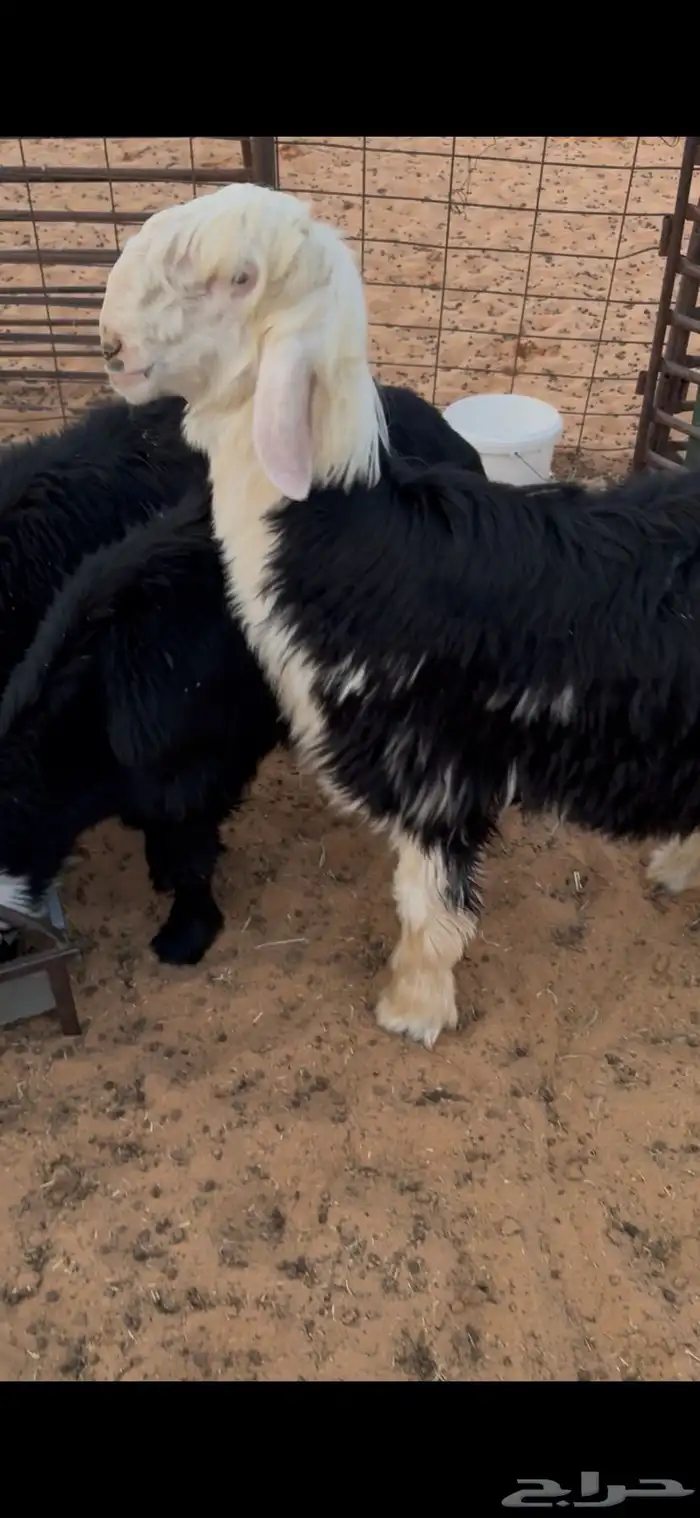 خروف نجدي مشروع فحل او ذبيحه فل الفل 3