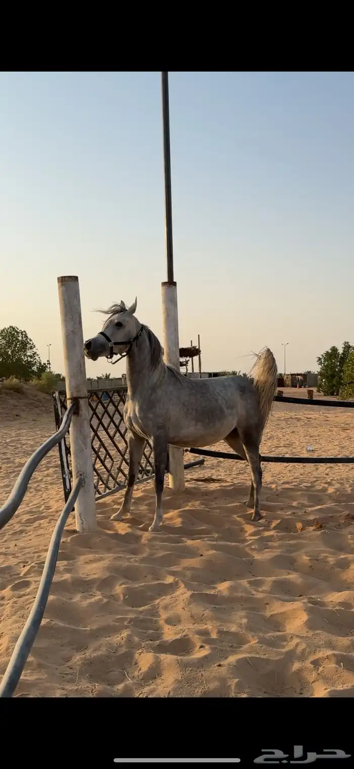 فرس شعبيه تنافس الواهو ماشاء الله تبارك الله 2