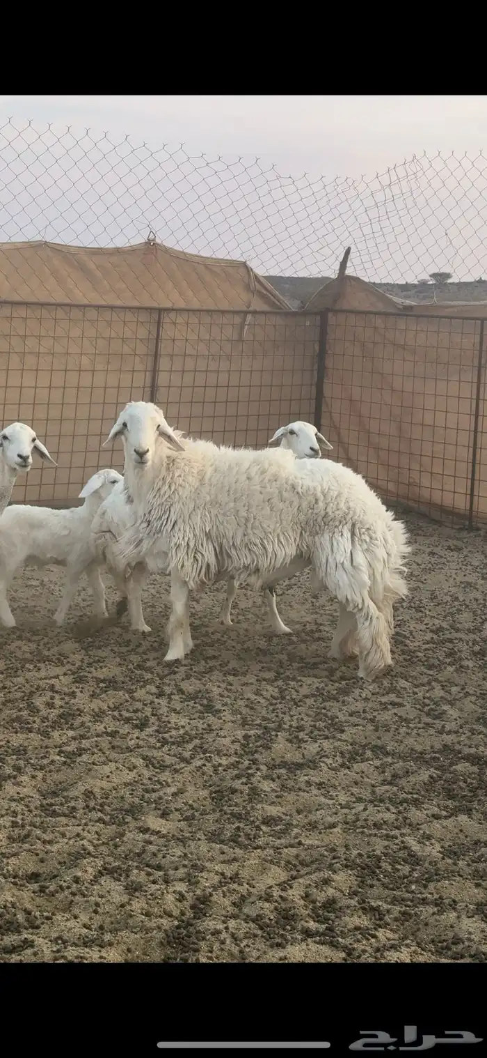 خروف فحل حري للبيع 1