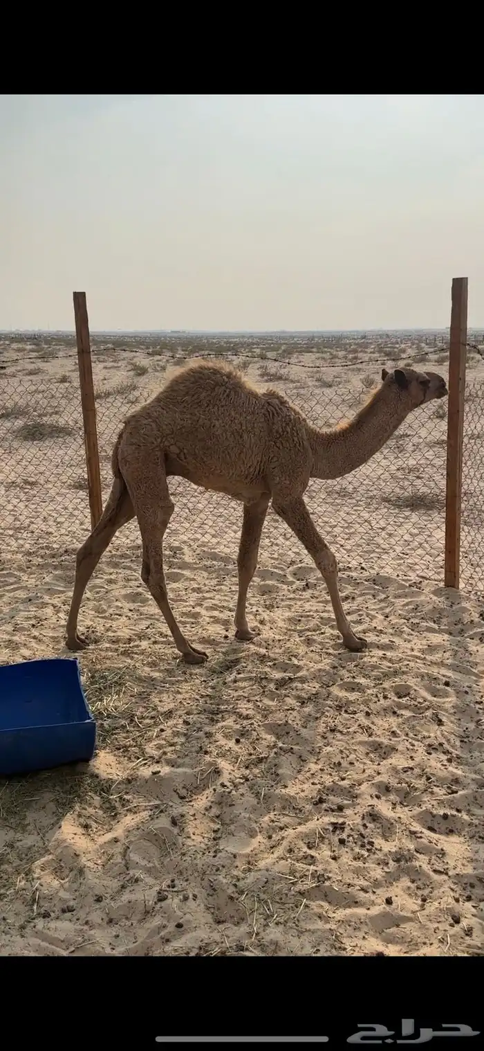 حاشي اشعل للبيع 3